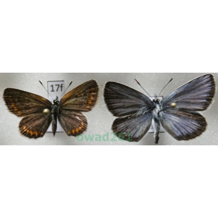 Plebejus argus (Linnaeus, 1758) pair Poland17f